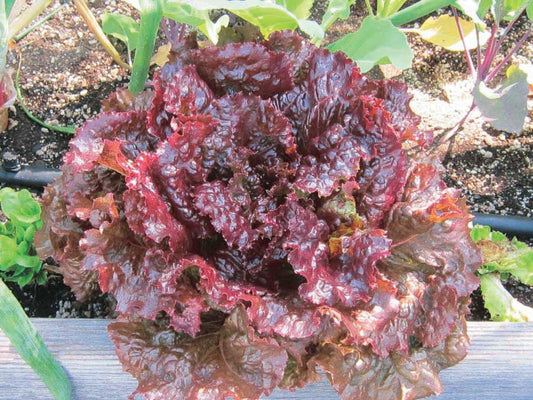 Lettuce Red Sails (45 Days) - 920A
