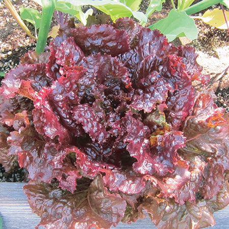 Lettuce Red Sails (45 Days) - 920A