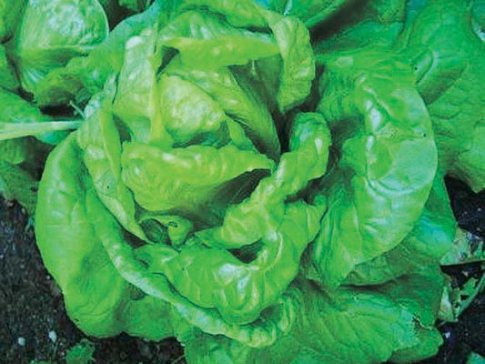 Lettuce Buttercrunch (60 Days) - 925A