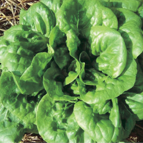 Lettuce Buttercrunch (60 Days) - 925A