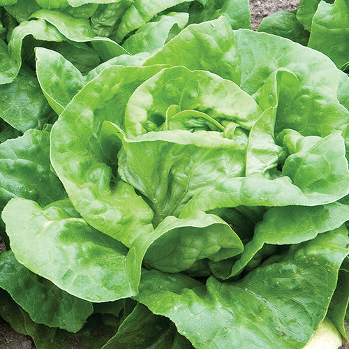 Butterhead Lettuce Mirlo Plts (52 Days)