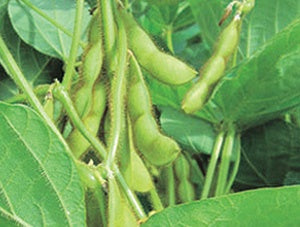 Soybean Midori Giant (80 Days) - 95A