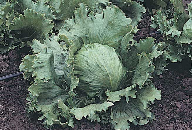 Lettuce Summertime ( 70 Days) - 950A