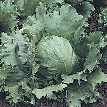 Lettuce Summertime ( 70 Days) - 950A