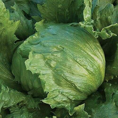 Head Lettuce Summertime Plts (70 Days) - 951A