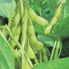 Soybean Midori Giant (80 Days) - 95A