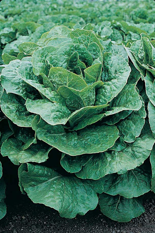 Lettuce Romulus (70 Days) - 960A