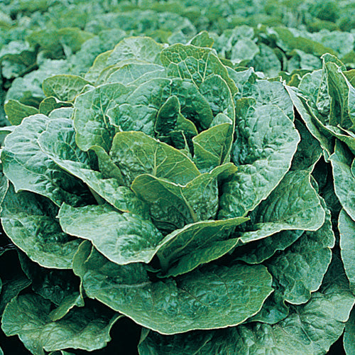 Lettuce Romulus (70 Days) - 960A
