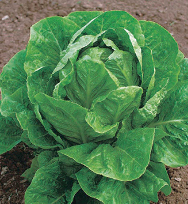 Lettuce Valley Heart (75 Days) - 966A