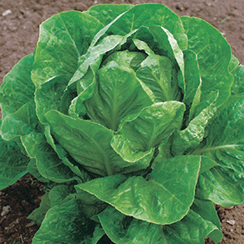 Lettuce Valley Heart (75 Days) - 966A