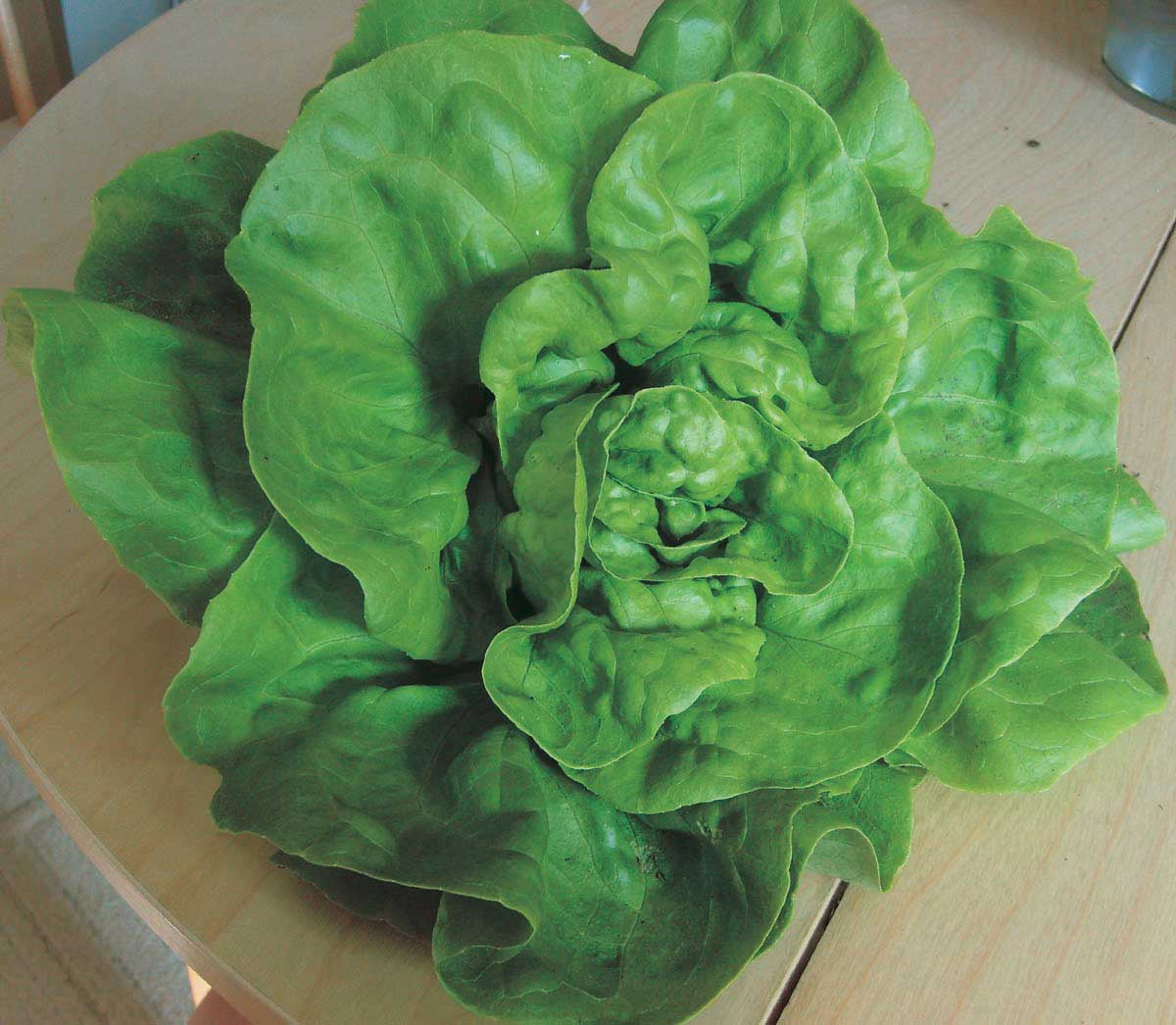 Butterhead Lettuce Esmeralda (53 Days) - 970A