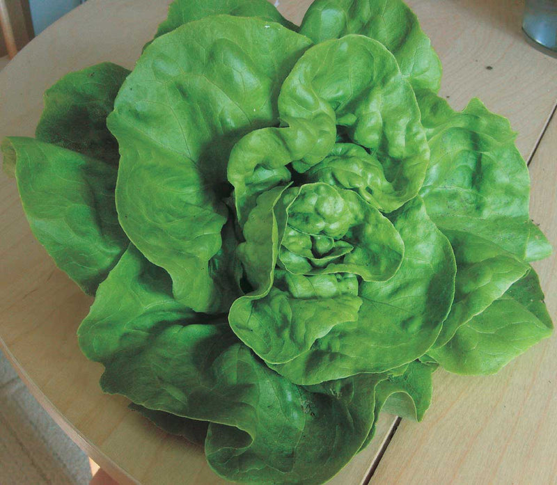 Butterhead Lettuce Esmeralda (53 Days) - 970A