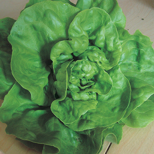 Butterhead Lettuce Esmeralda (53 Days)