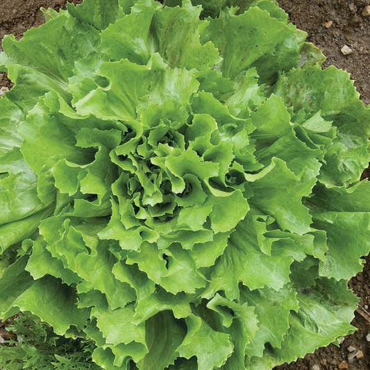 Lettuce Escarole Natacha (48 Days) - 975A