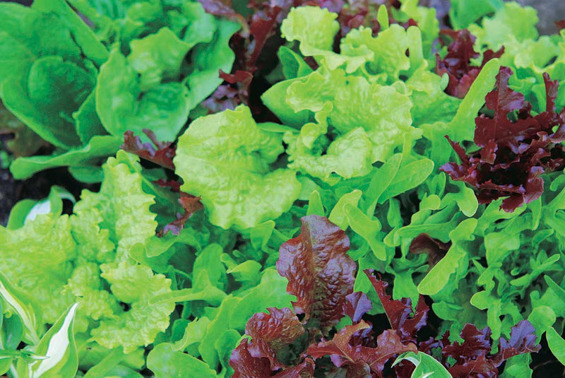 T & T's Lettuce Mix - 990A