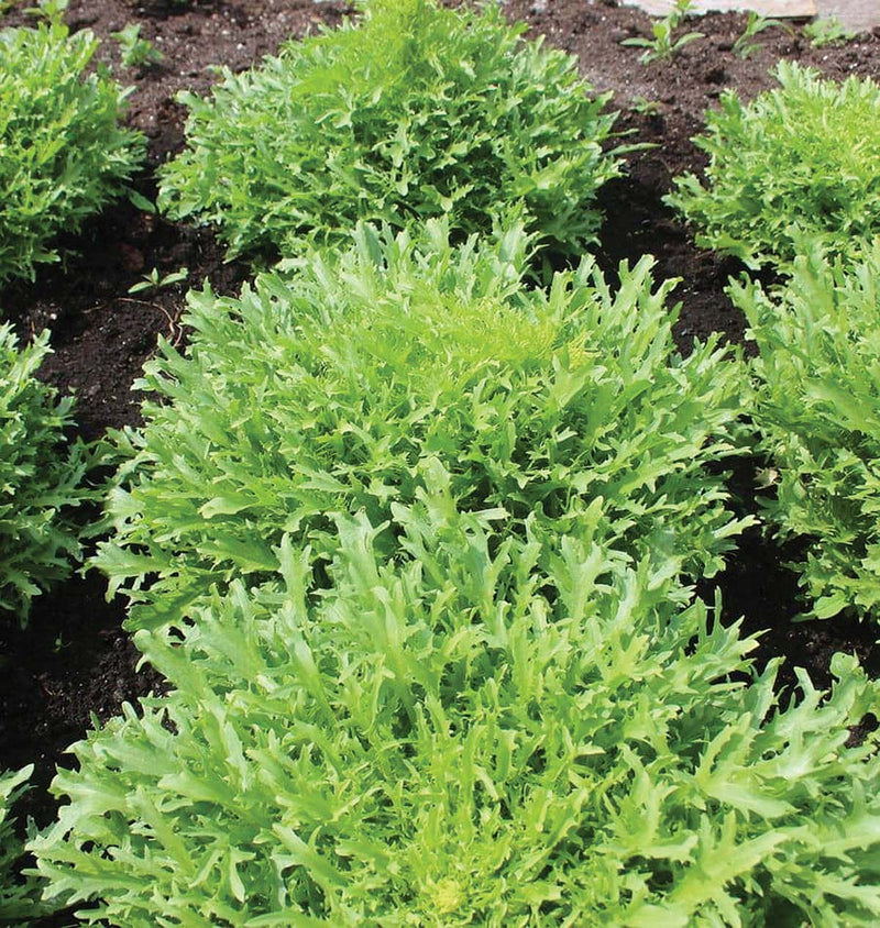 Endive Benefine (48 Days) - 992A