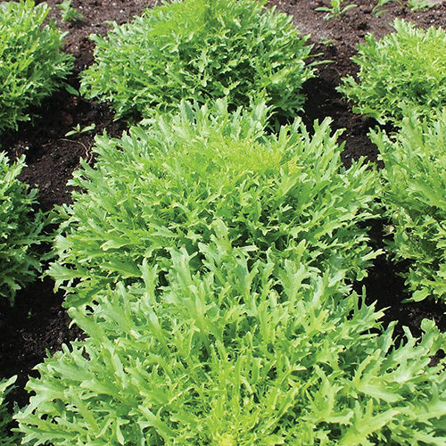 Endive Benefine (48 Days) - 992A