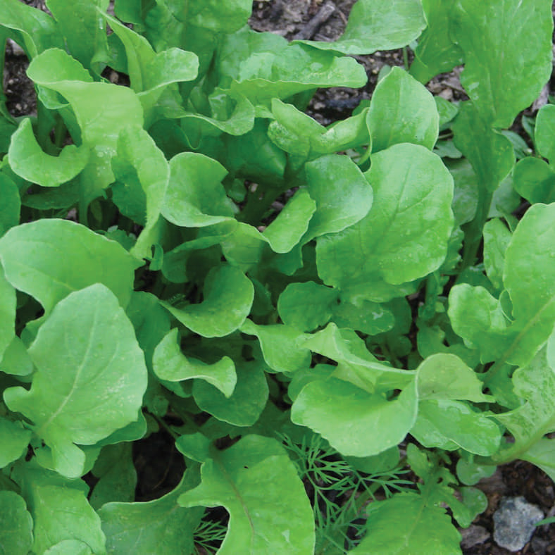 Lettuce Arugula (41 Days) - 995A