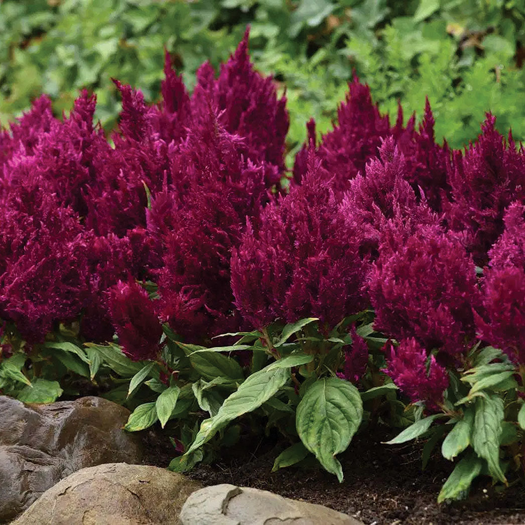 Celosia First Flame Purple - A119A