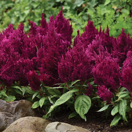 Celosia First Flame Purple - A119A