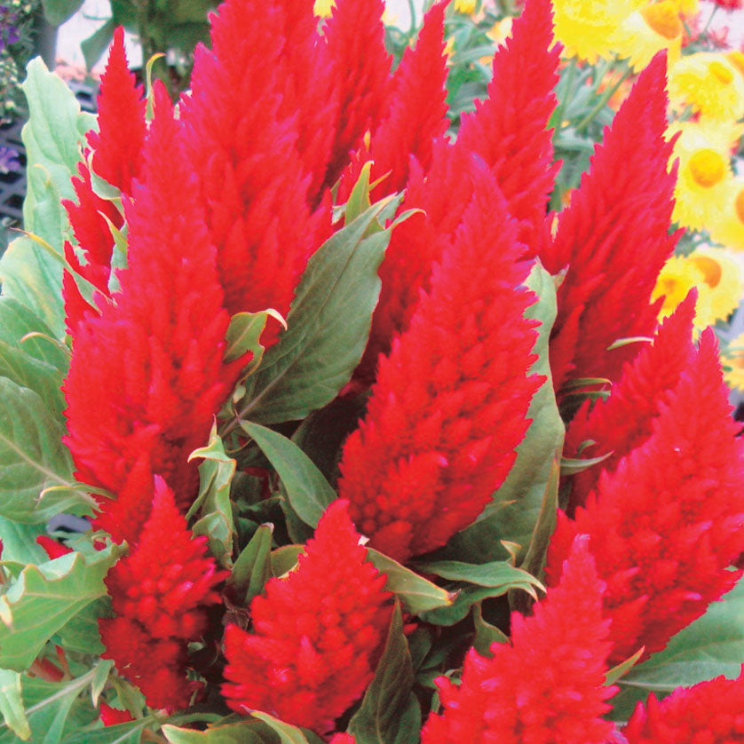 Celosia First Flame Scarlet - A120A