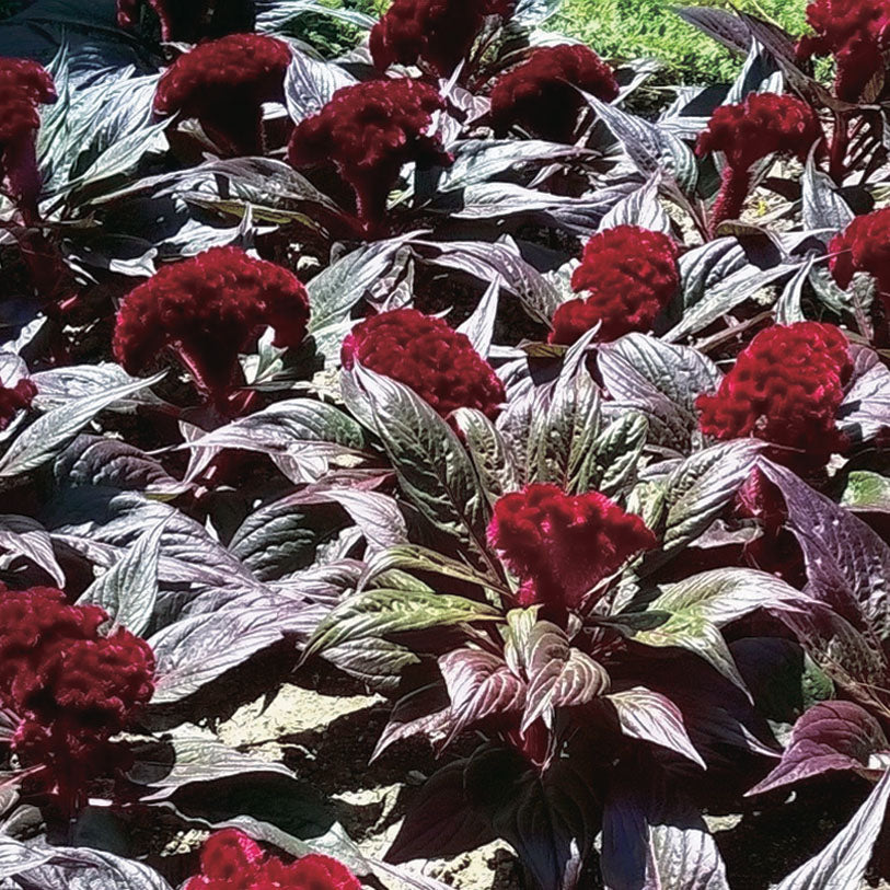 Celosia Dracula - A121A