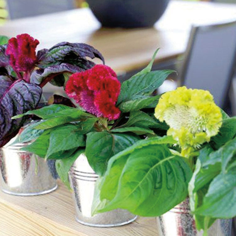 Celosia Brainiac Mix - A122A