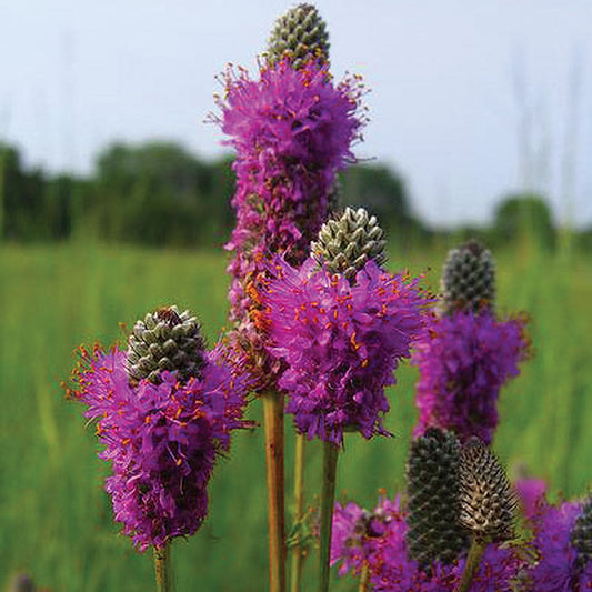 Clover Prairie Purple