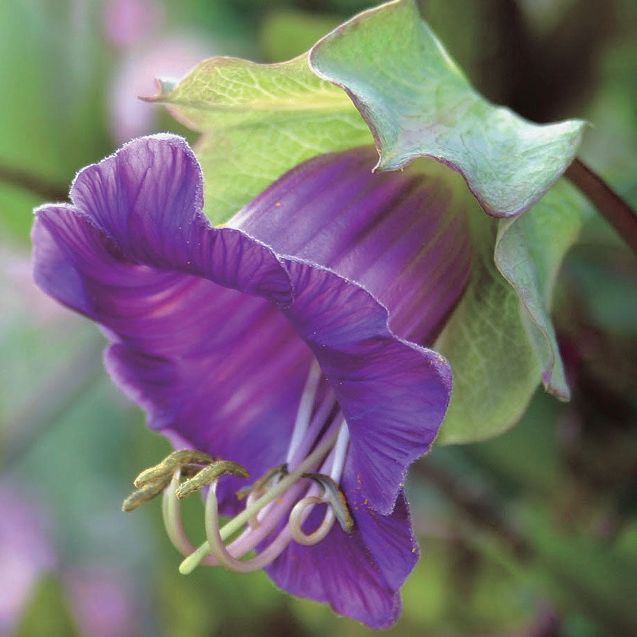 Cobaea Purple - A150A