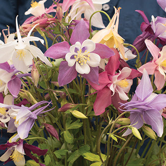 Columbine Giants Mix