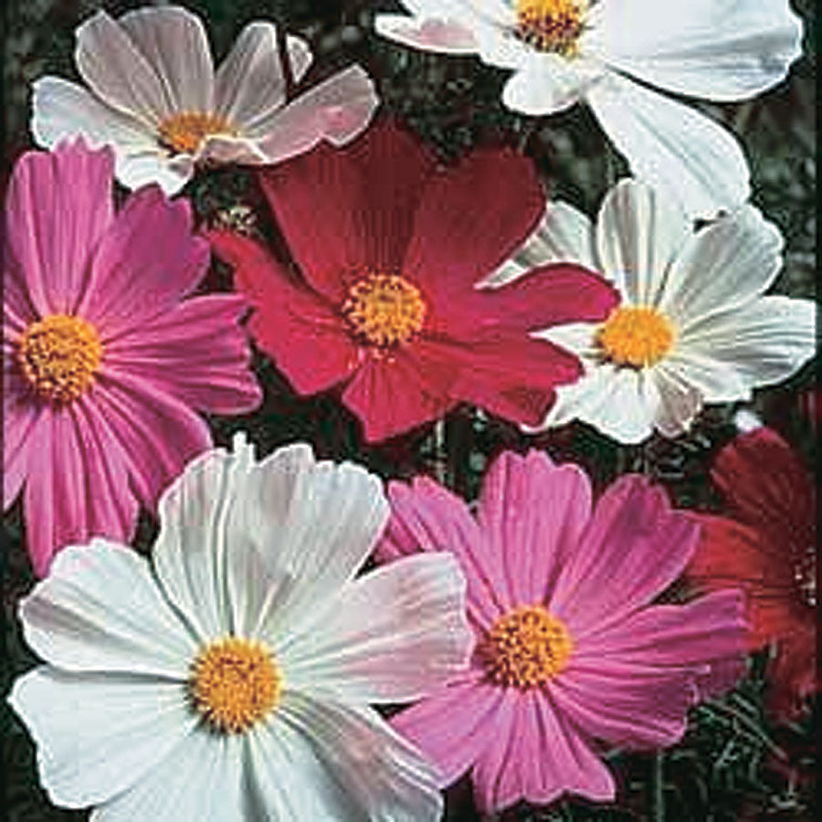 Cosmos Dwarf Sensation - A168A