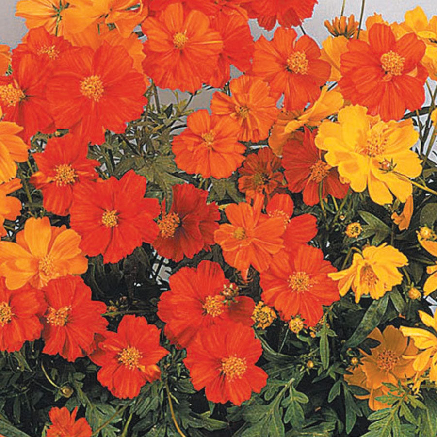 Cosmos Dwarf Cosmic Mix - A170A