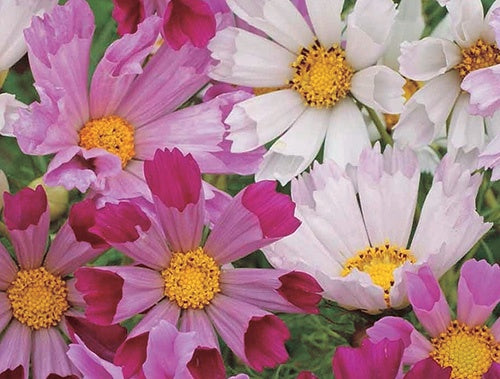 Cosmos Seashells Mix - A172A