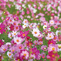 Cosmos Seashells Mix