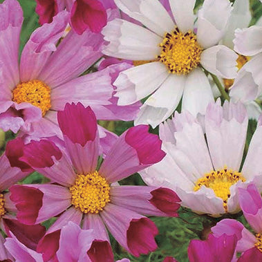 Cosmos Seashells Mix