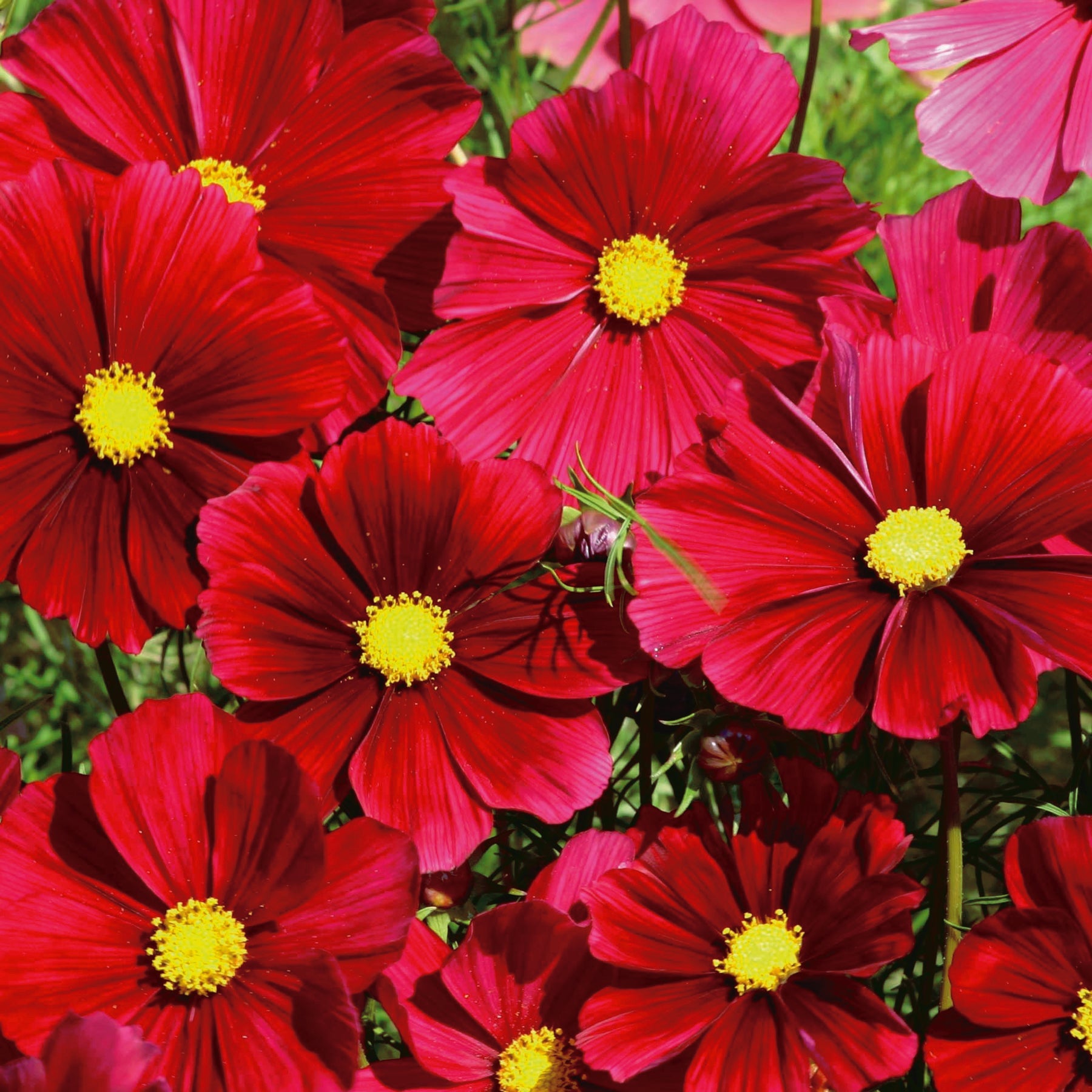 Cosmos Dazzler - A174A