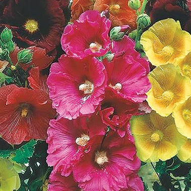 Stockrosen "Old Fashion Mix"
