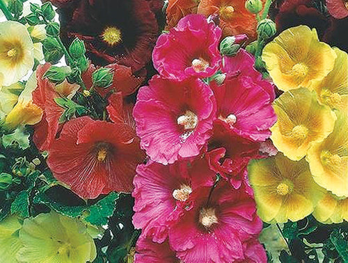 Hollyhocks Old Fashion Mix