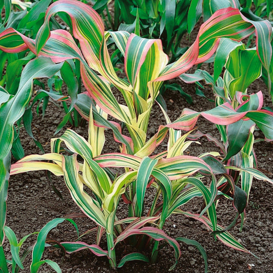 Ornamental Corn Pink Zebra