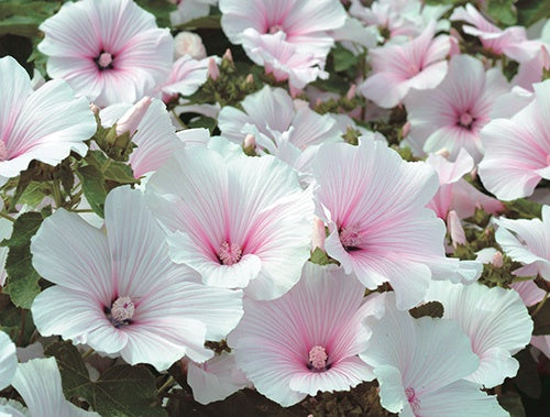 Lavatera Pink Blush - A255A