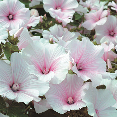 Lavatera Pink Blush - A255A