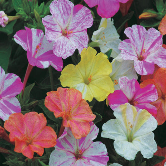 Four O'Clock Bi-Color Mix