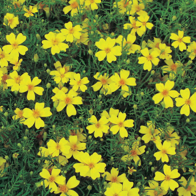 Marigolds Zillion Series Lemon Gem - A275A