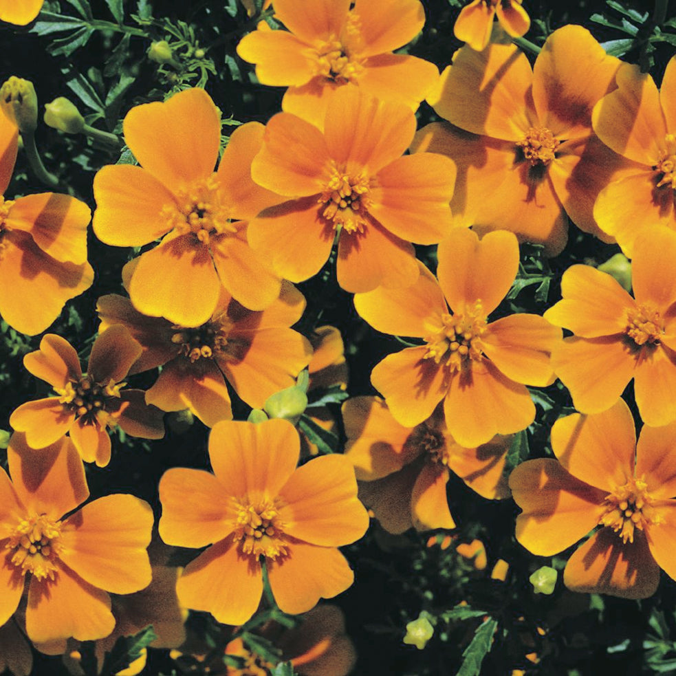 Marigolds Zillion Series Tangerine Gem