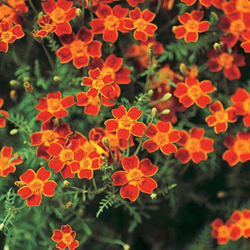 Marigold Red Gem - A277A