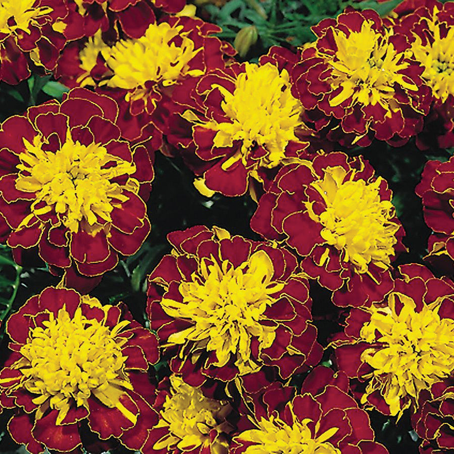 Marigold Super Hero Spry - A280A