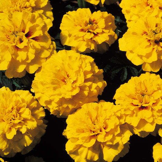 Studentenblumen Janie Serie (20 cm) Leuchtendes Gelb