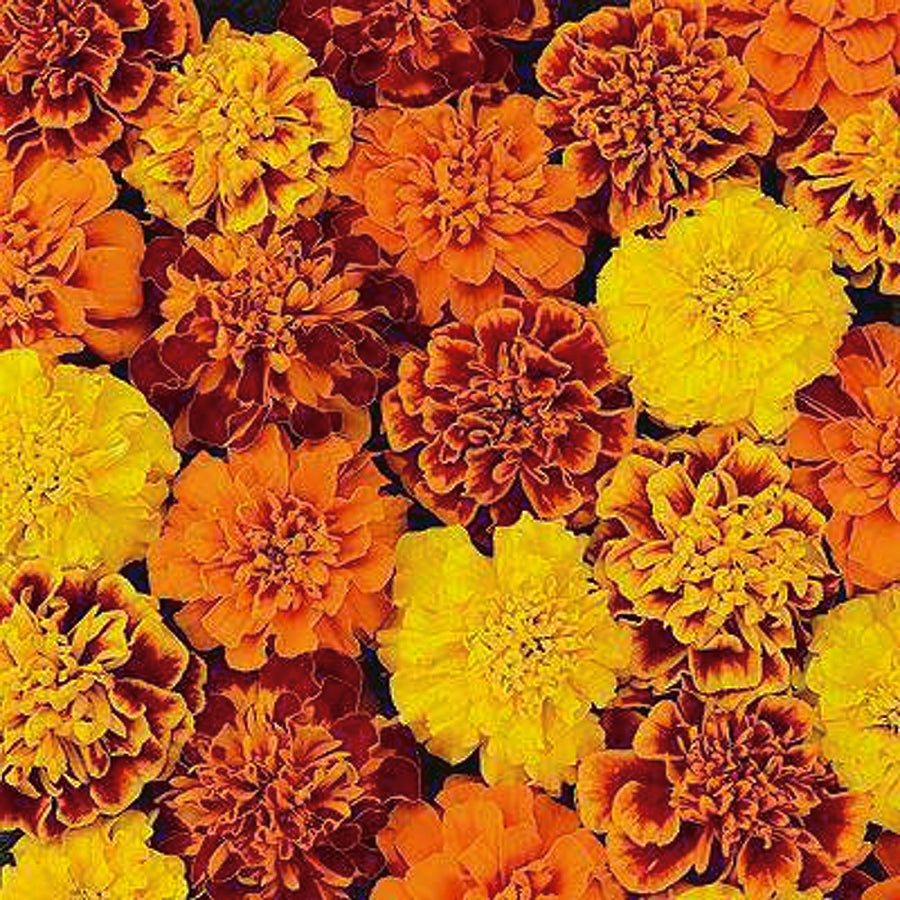 Marigold Janie Mix - A286A