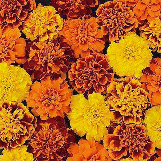 Marigold Janie Mix - A286A