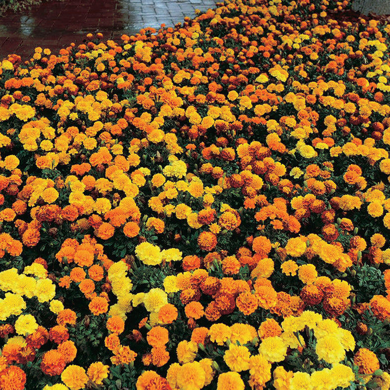 Marigold Hot Pack Mix - A289A